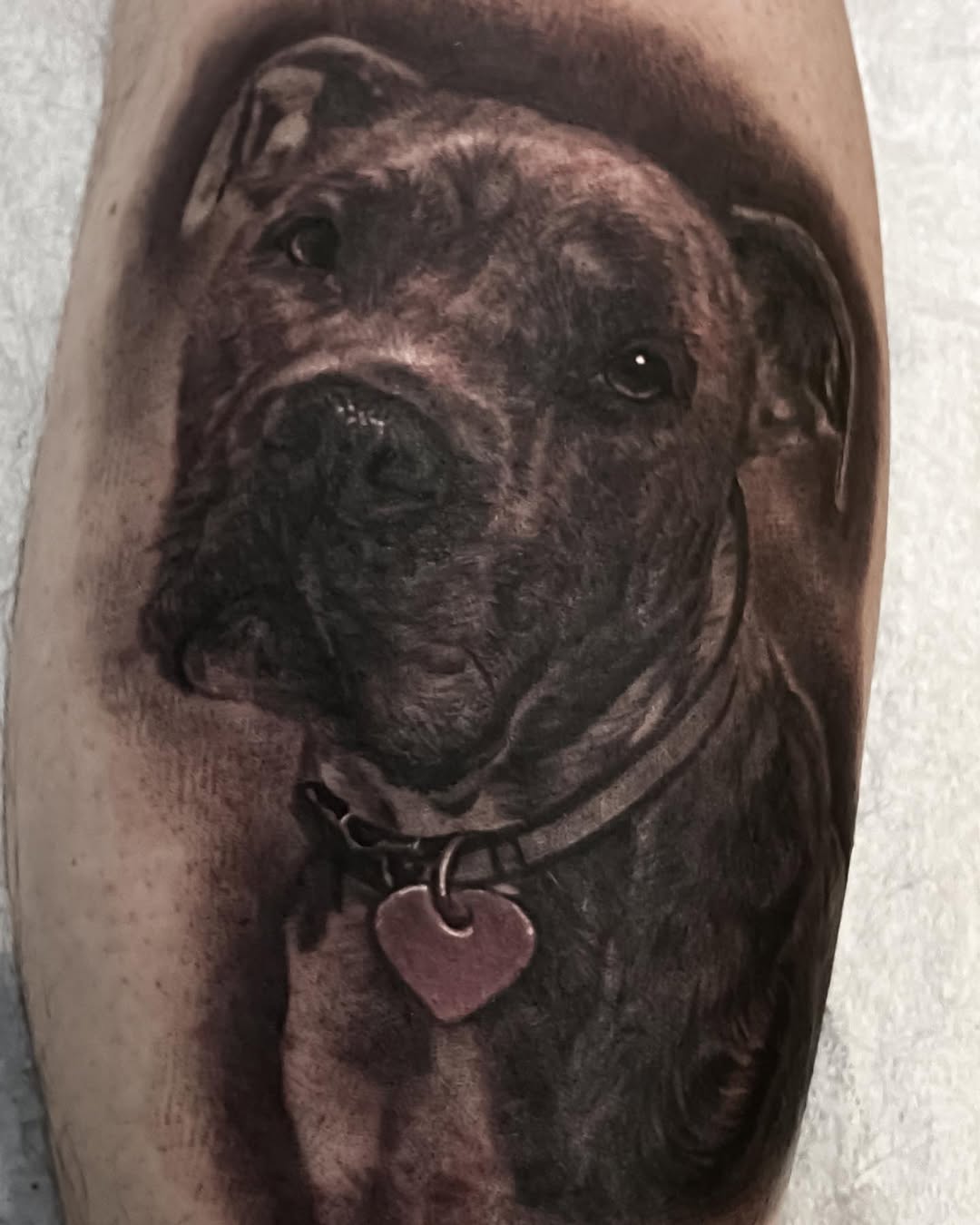 Black-and-grey pitbull portrait tattoo