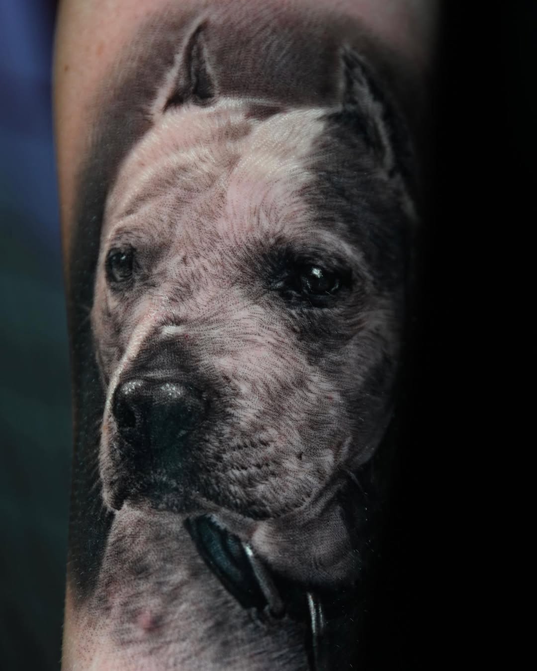 Black-and-grey pitbull portrait tattoo, arm