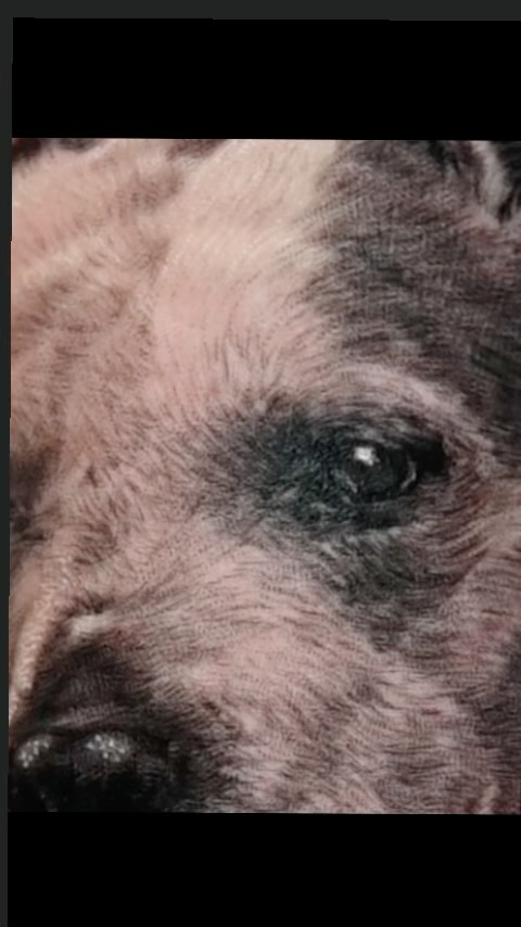Realistic pitbull dog portrait tattoo close-up