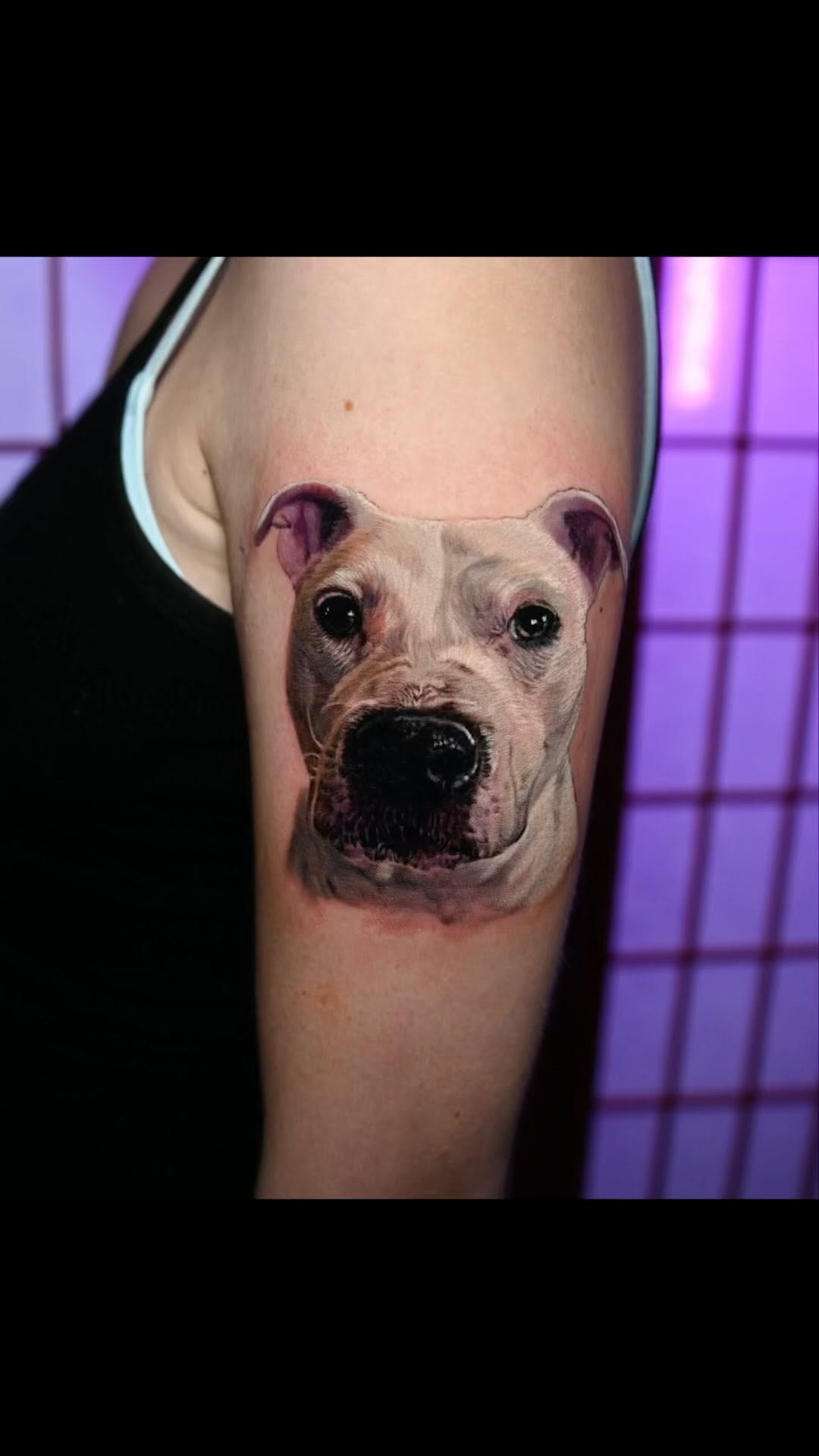 Color realism pitbull portrait, bicep