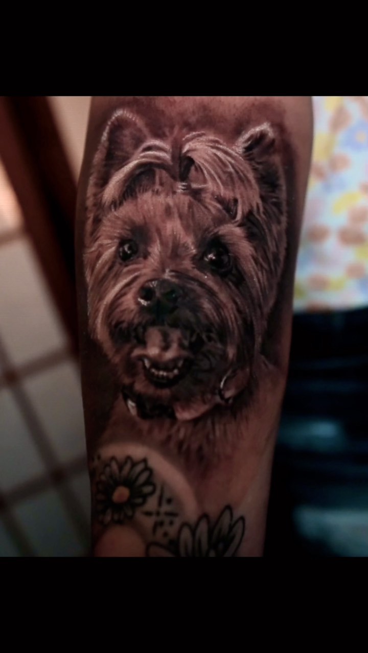 Black-and-grey Yorkie dog portrait, forearm