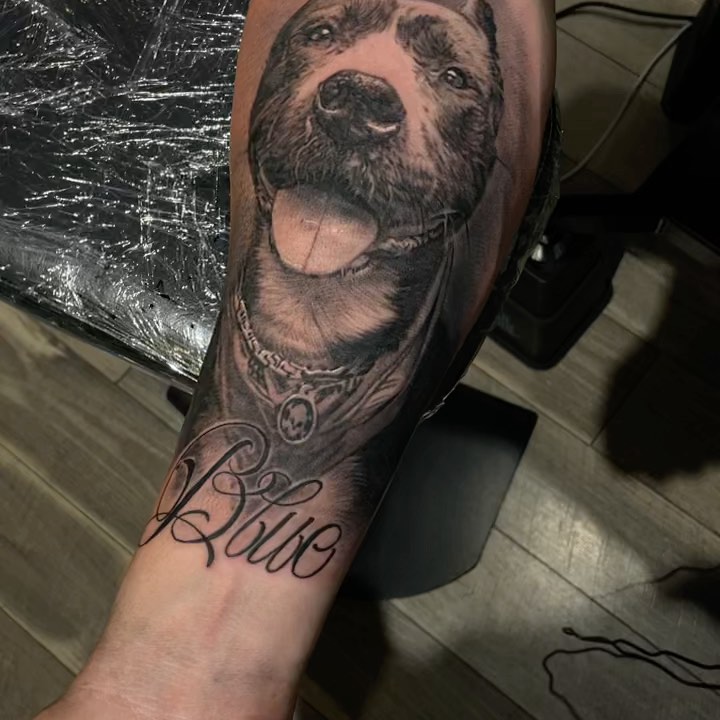 Black-and-grey pitbull portrait, forearm