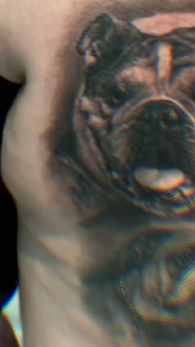 Black-and-grey bulldog portrait tattoo, chest