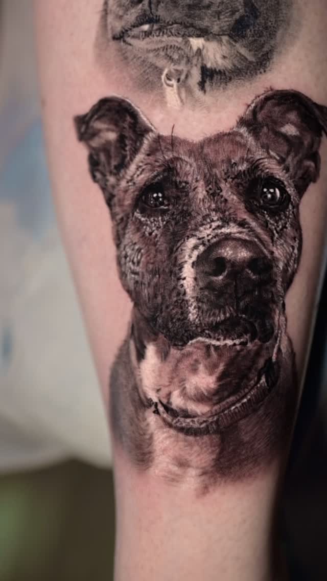 Black-and-grey realism dog portrait, forearm