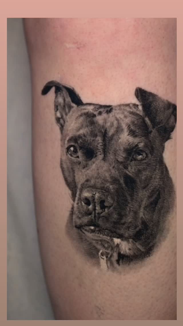 Black-and-grey pit bull portrait tattoo