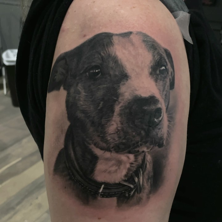 Black-and-grey pitbull portrait tattoo on bicep