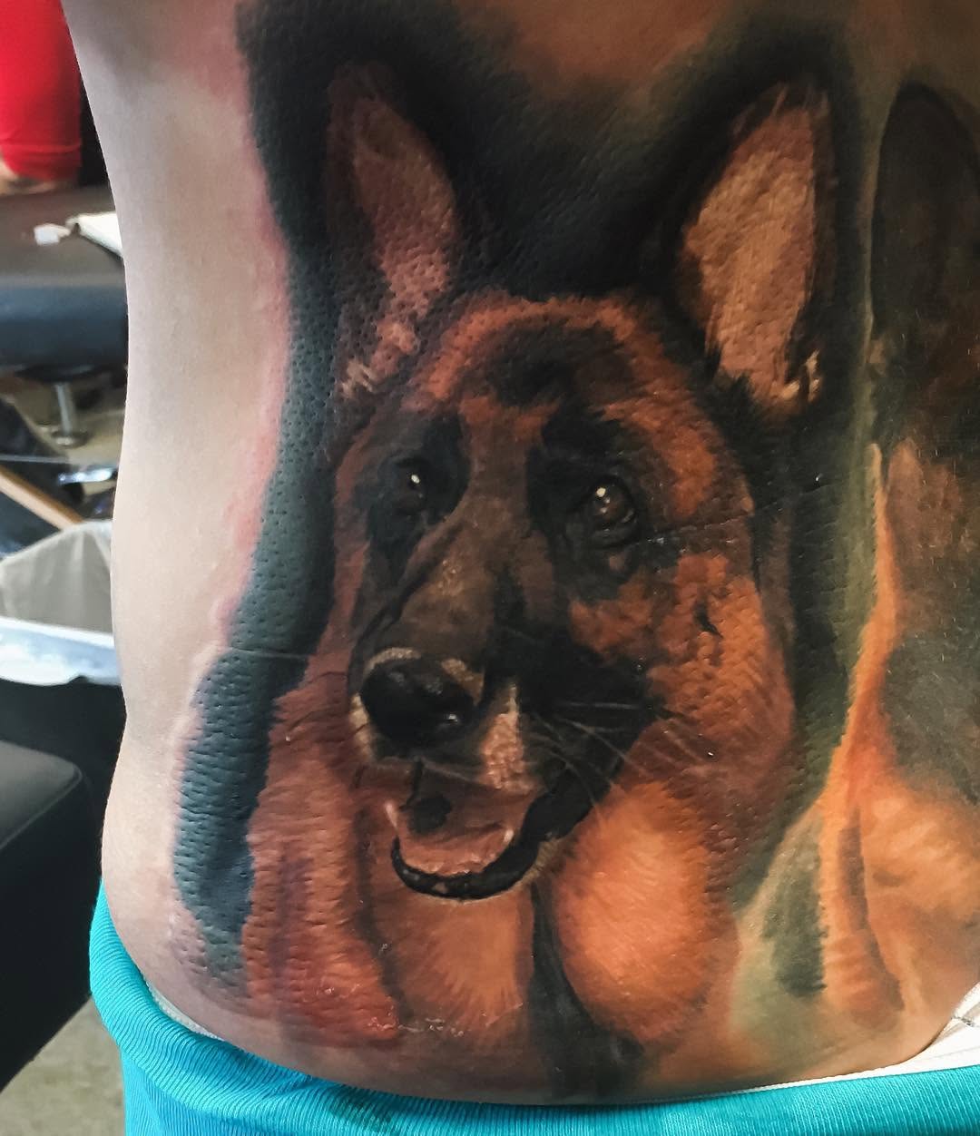 Color realism German Shepherd portrait, side