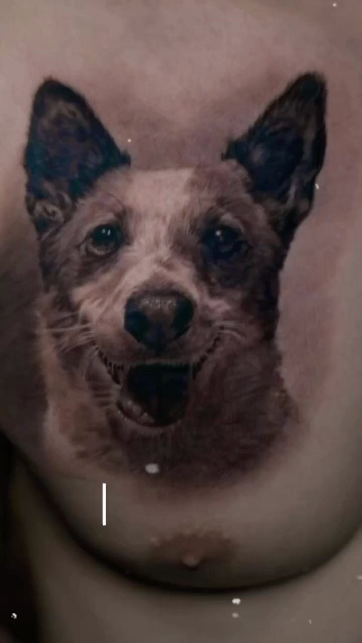 Black-and-grey Norrbottenspets dog portrait, chest