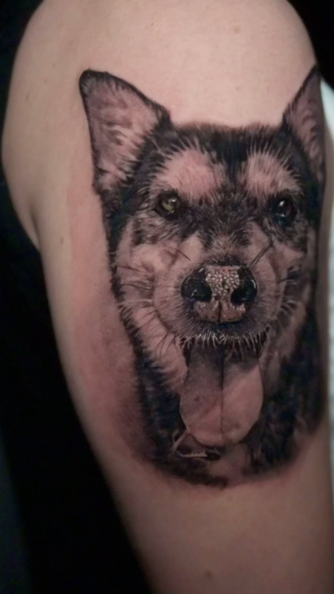 Black-and-grey German shepherd portrait, bicep
