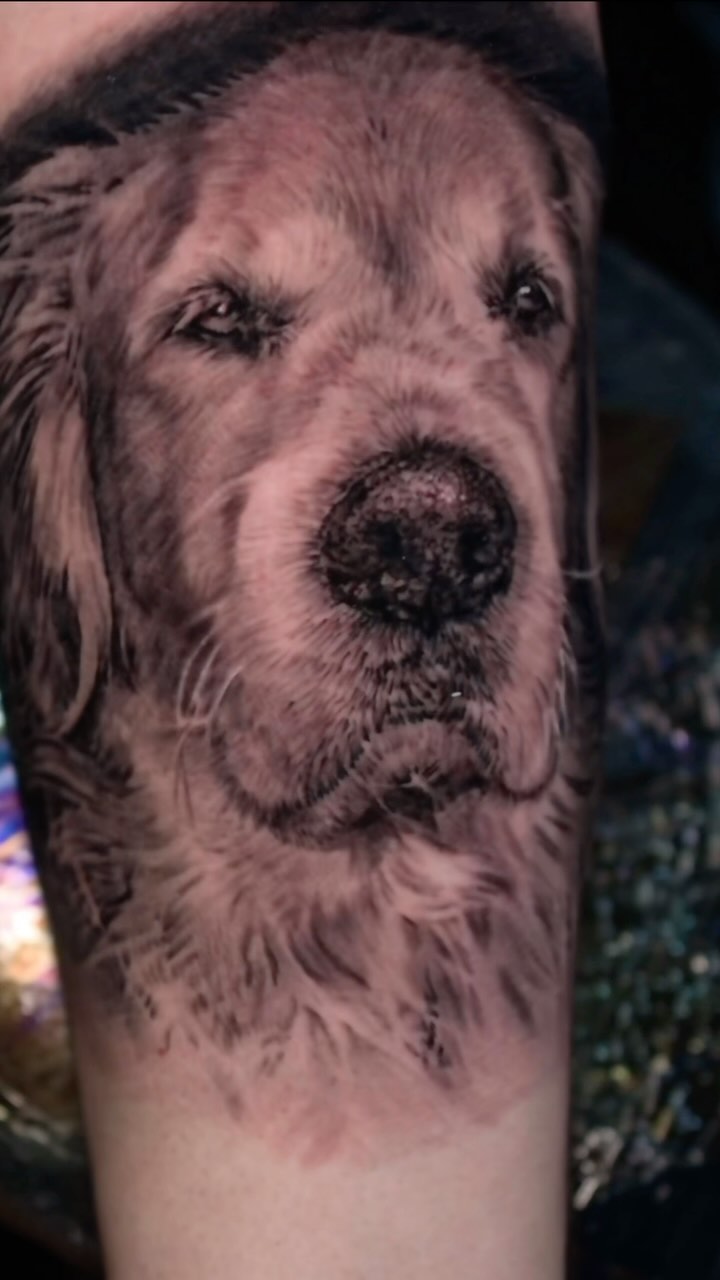 Black-and-grey golden retriever portrait, forearm