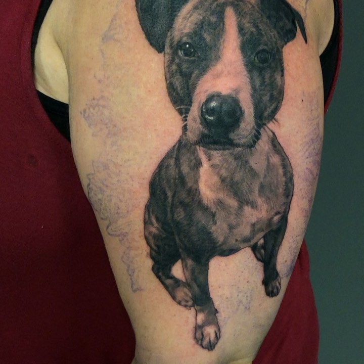 Black-and-grey dog portrait tattoo, bicep