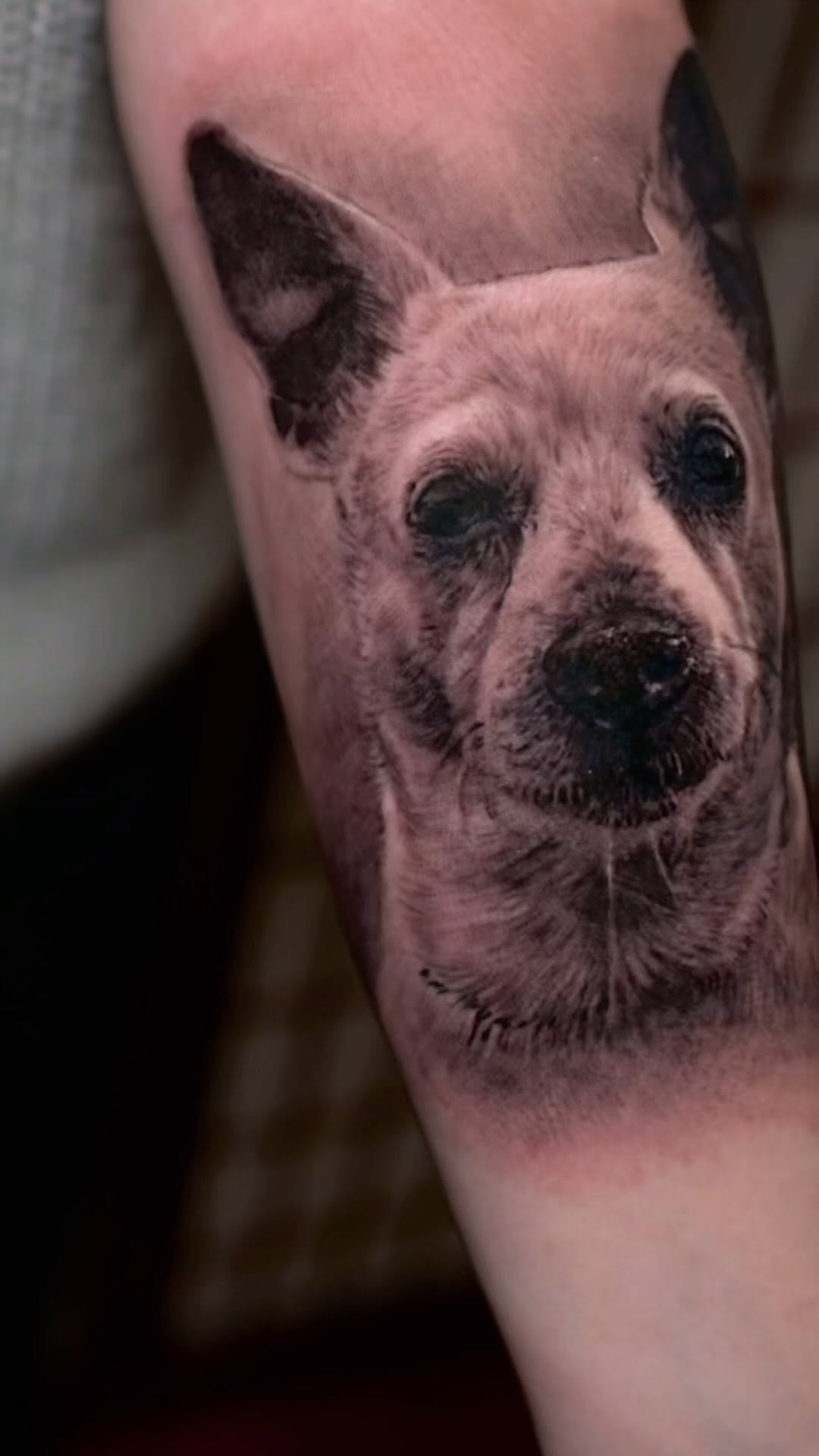 Black-and-grey dog portrait tattoo, forearm