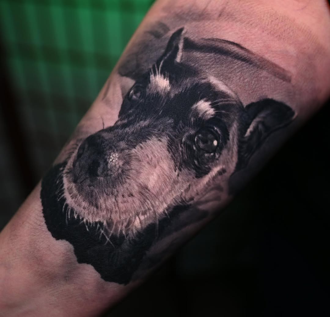 Black-and-grey schnauzer portrait, forearm