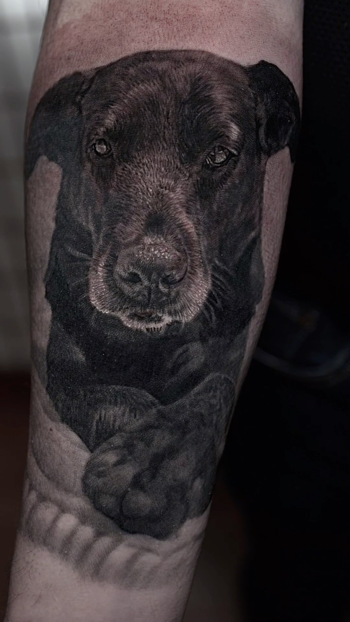 Black-and-grey Labrador portrait, forearm