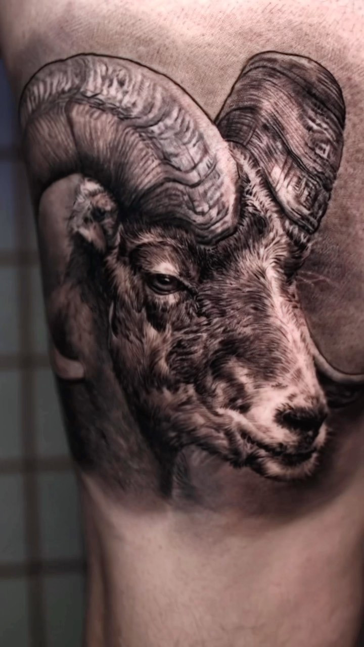 Black-and-grey bighorn ram portrait tattoo