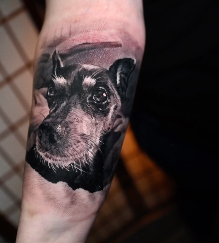 Black-and-grey dog portrait tattoo, forearm