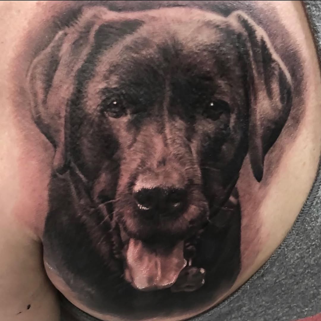 Black-and-grey Labrador dog portrait, chest
