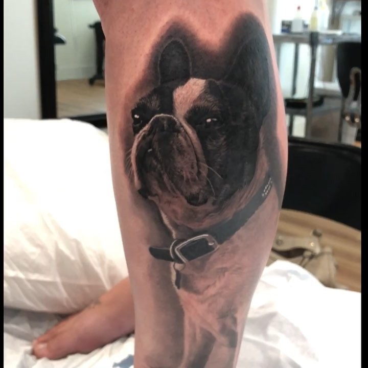 Black-and-grey French bulldog portrait, calf