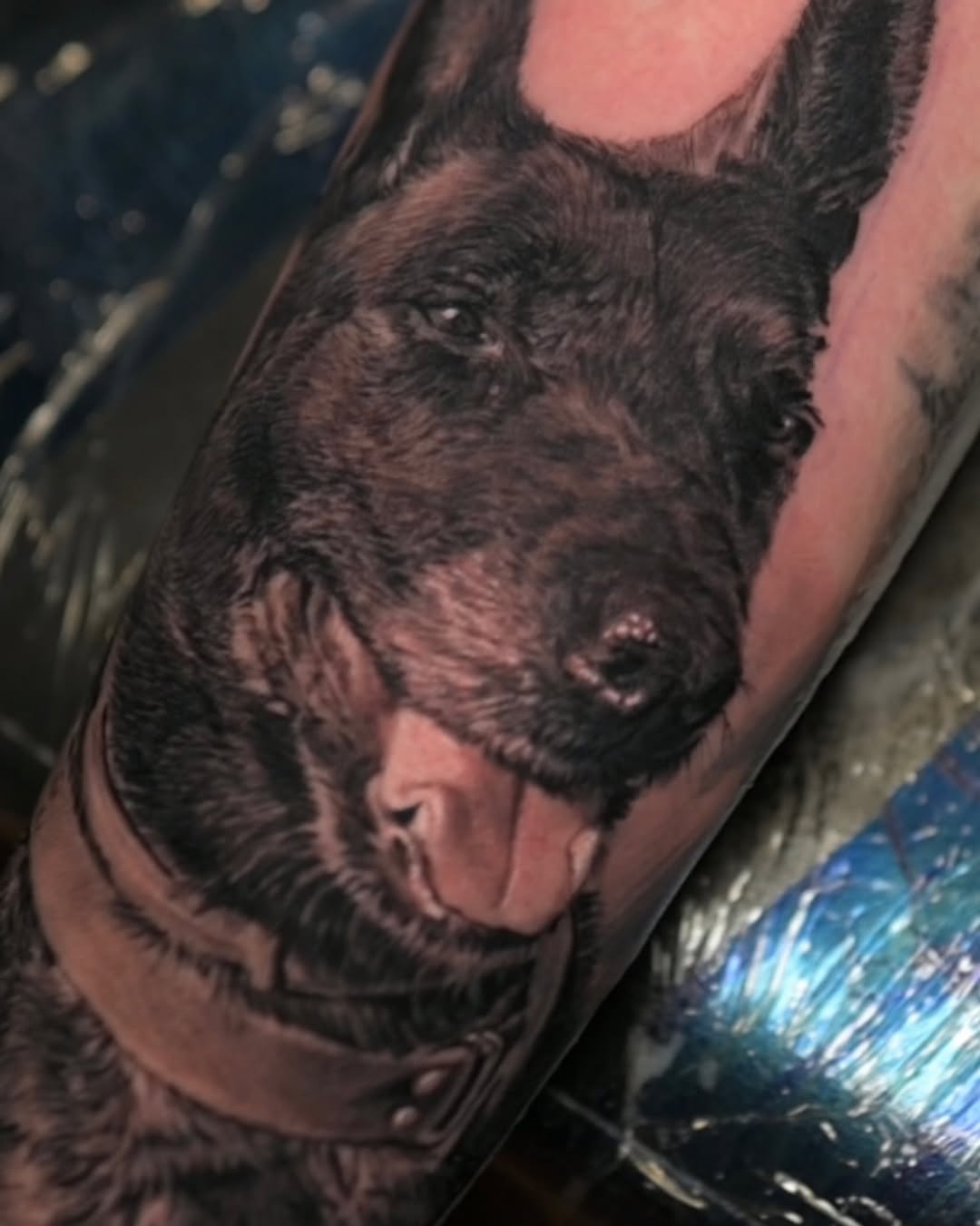 Black-and-grey German Shepherd portrait, forearm