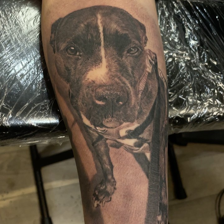 Black-and-grey pitbull portrait on forearm