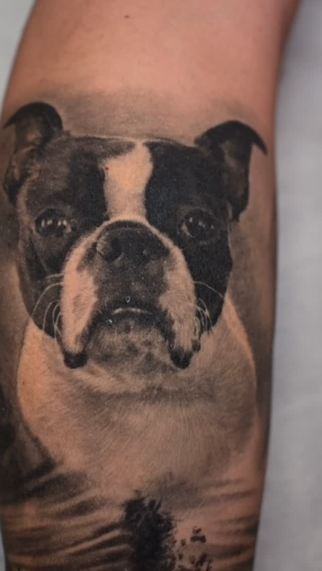 Black-and-grey Boston Terrier portrait, forearm