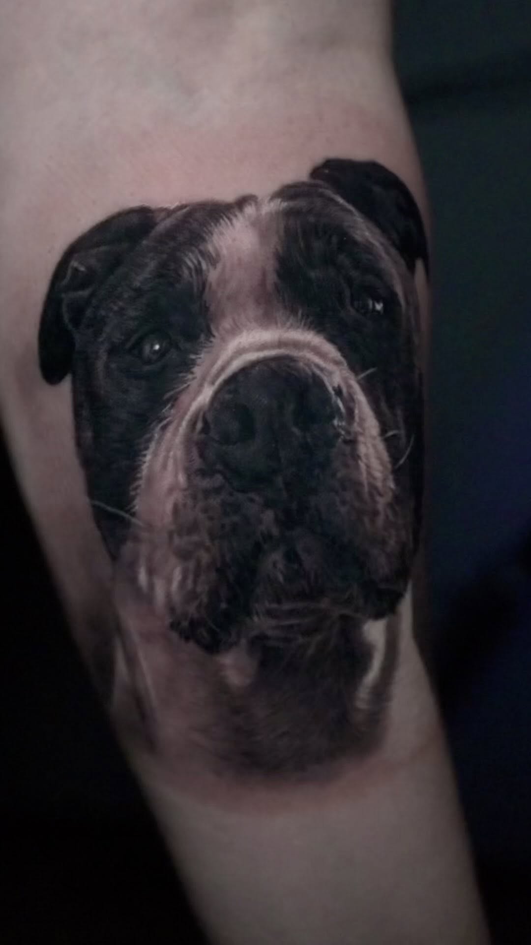 Black-and-grey pitbull portrait tattoo, arm