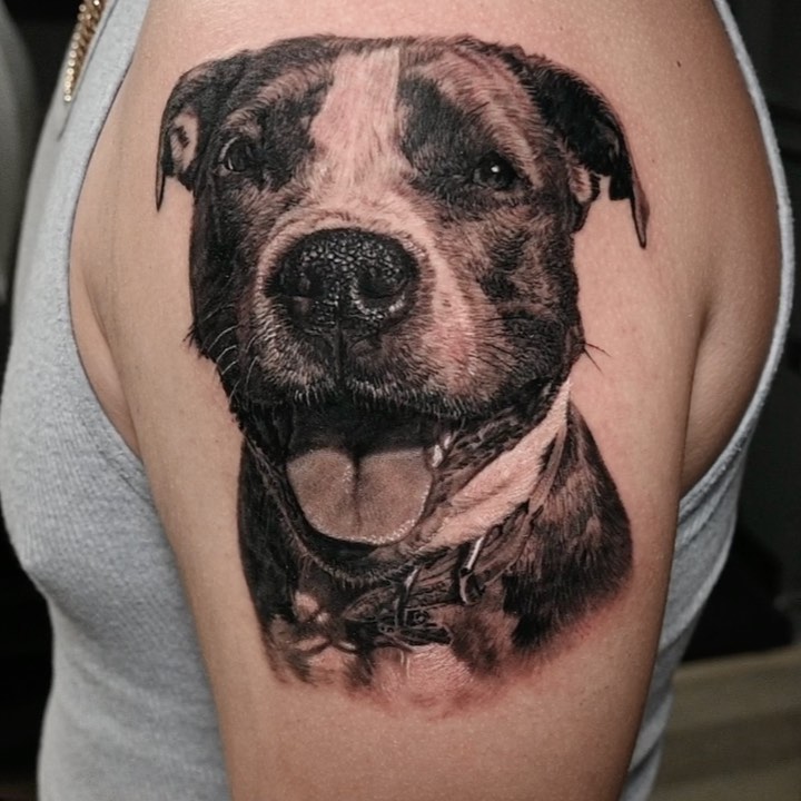 Black-and-grey pit bull portrait, bicep