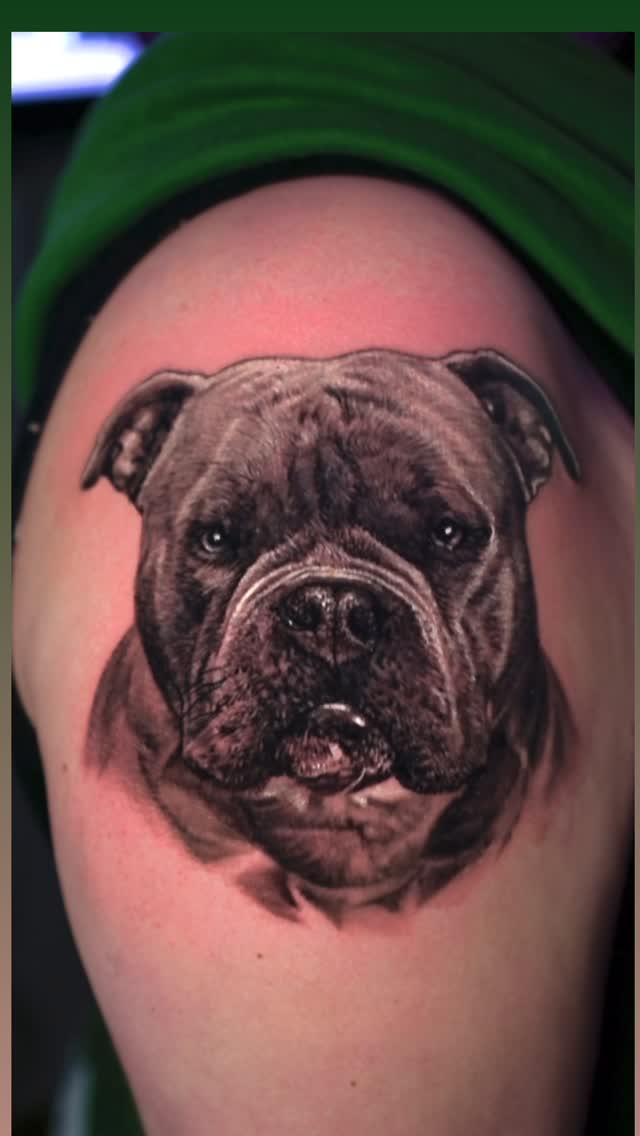 Black-and-grey pitbull portrait, shoulder