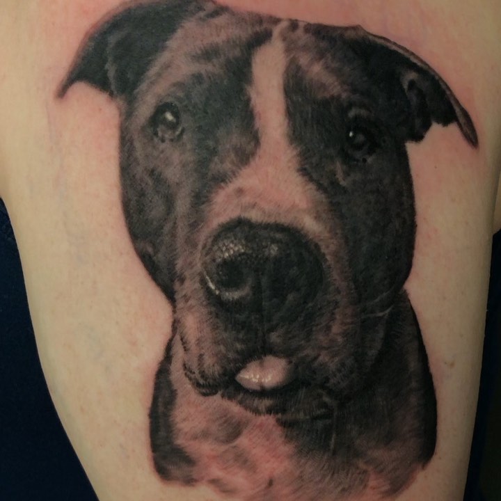 Black-and-grey pit bull portrait tattoo