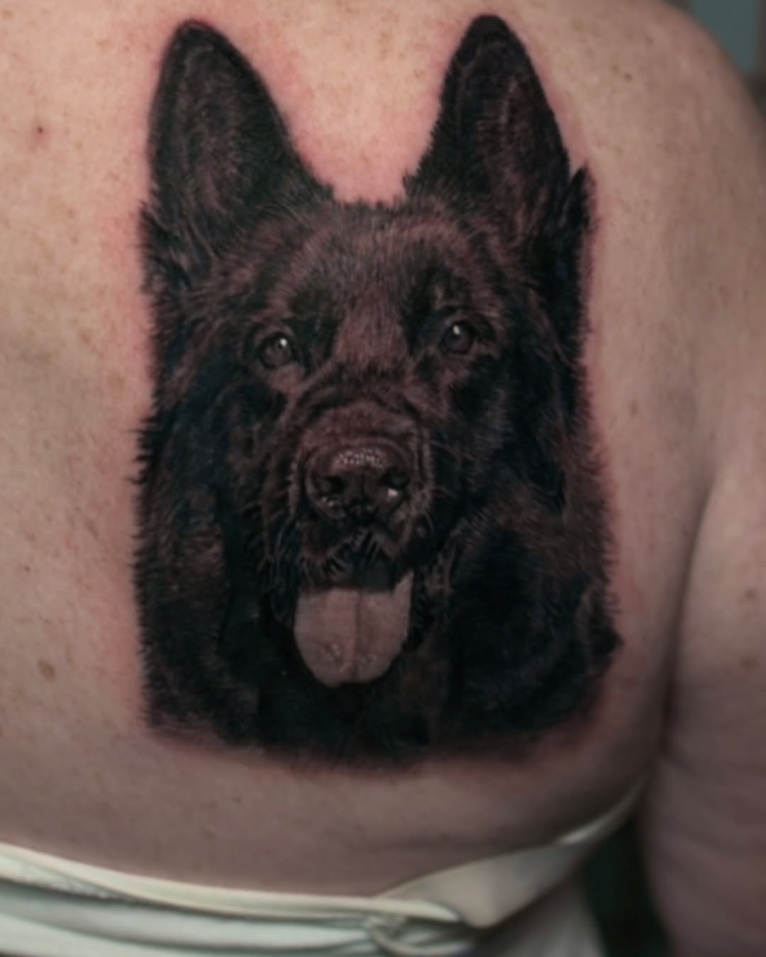 Black-and-grey German Shepherd portrait, back
