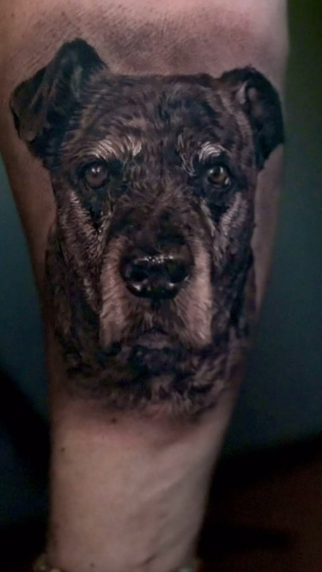 Black-and-grey dog portrait tattoo, forearm