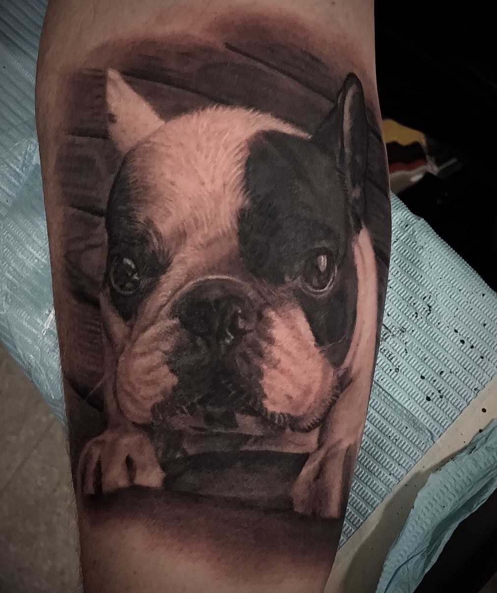 Black-and-grey French bulldog portrait, forearm