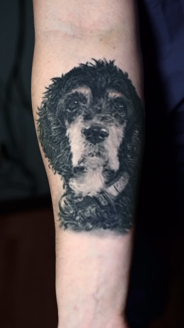 Black-and-grey dog portrait tattoo, forearm