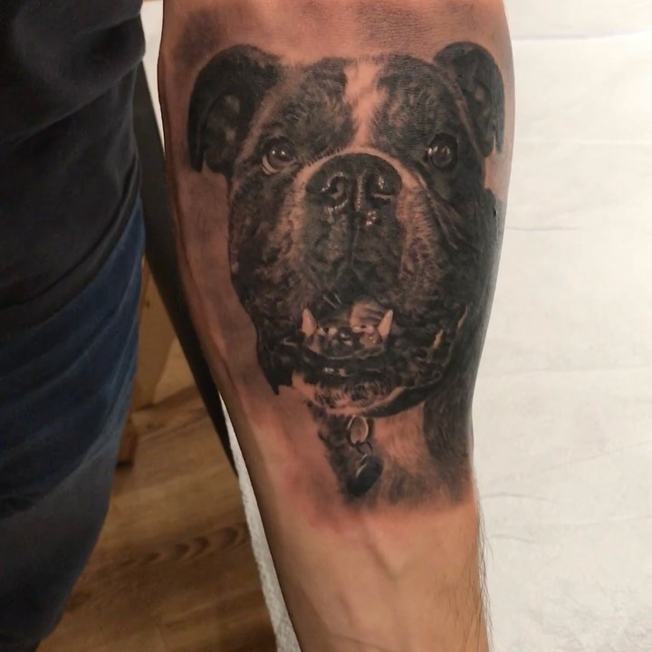 Black-and-grey bulldog portrait, forearm