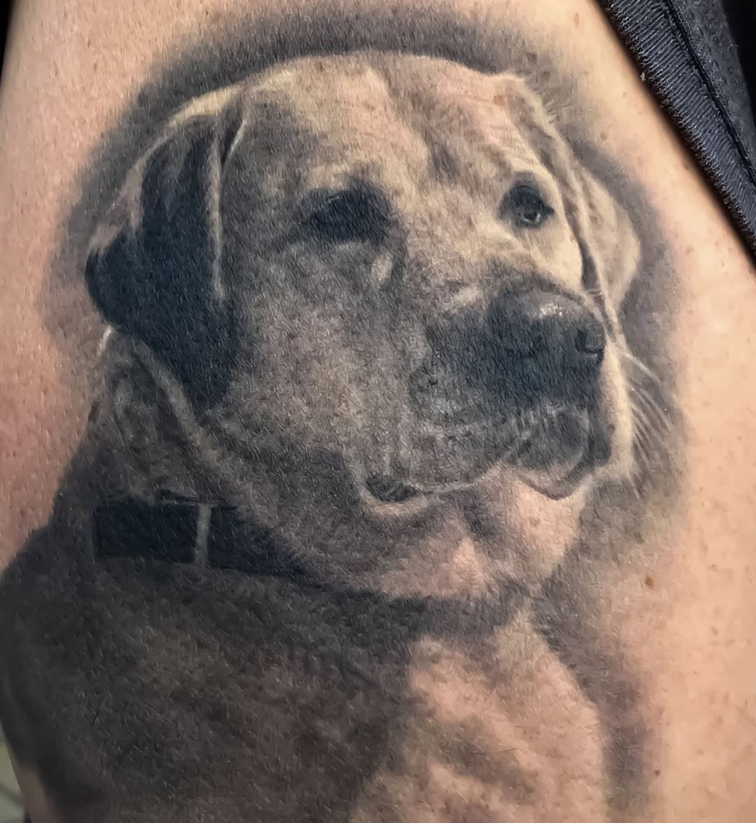 Healed black-and-grey dog portrait tattoo