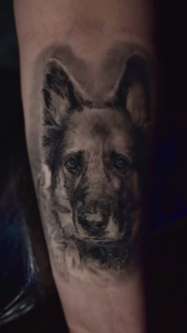 German Shepherd portrait tattoo, forearm