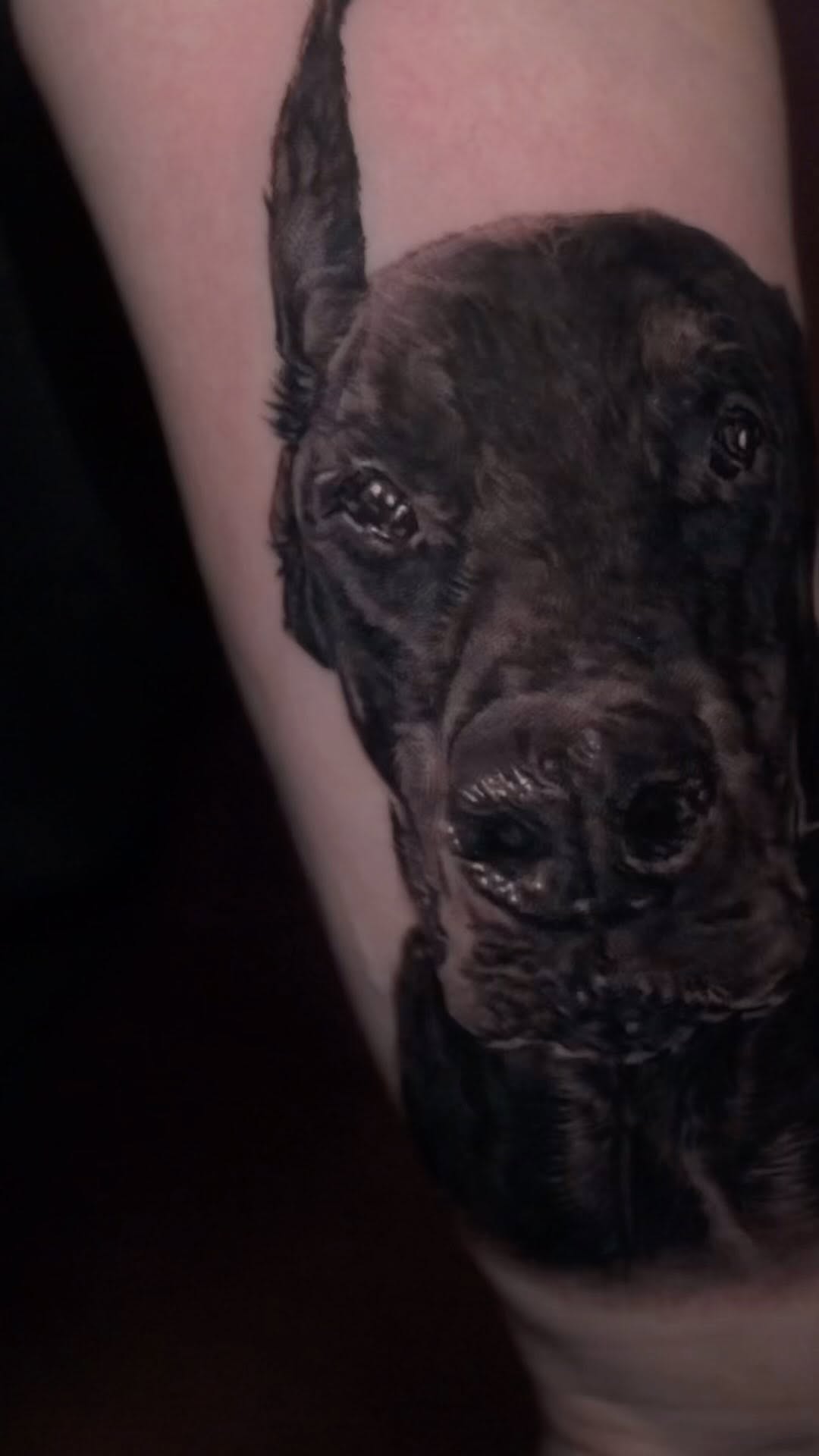 Black-and-grey Doberman portrait tattoo, forearm