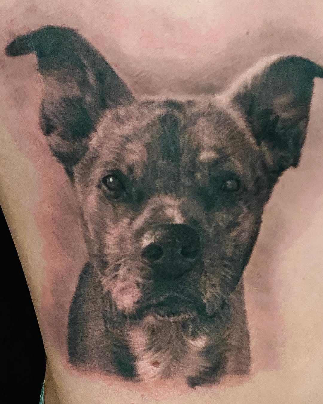 Black-and-grey dog portrait tattoo on ribs
