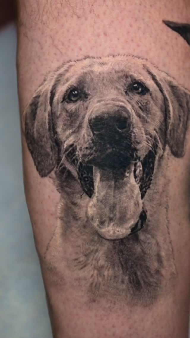 Black-and-grey dog portrait tattoo, healed