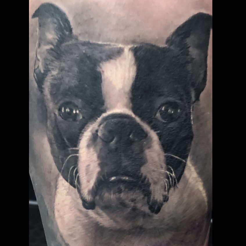 Black-and-grey Boston Terrier portrait tattoo