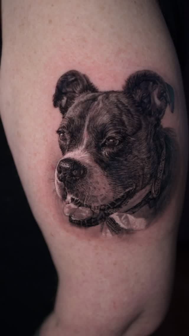 Black-and-grey dog portrait tattoo, arm