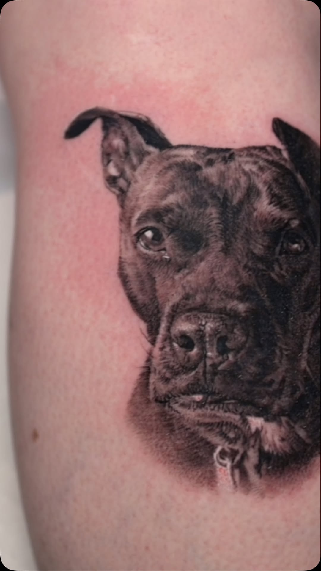 Black-and-grey pit bull portrait tattoo