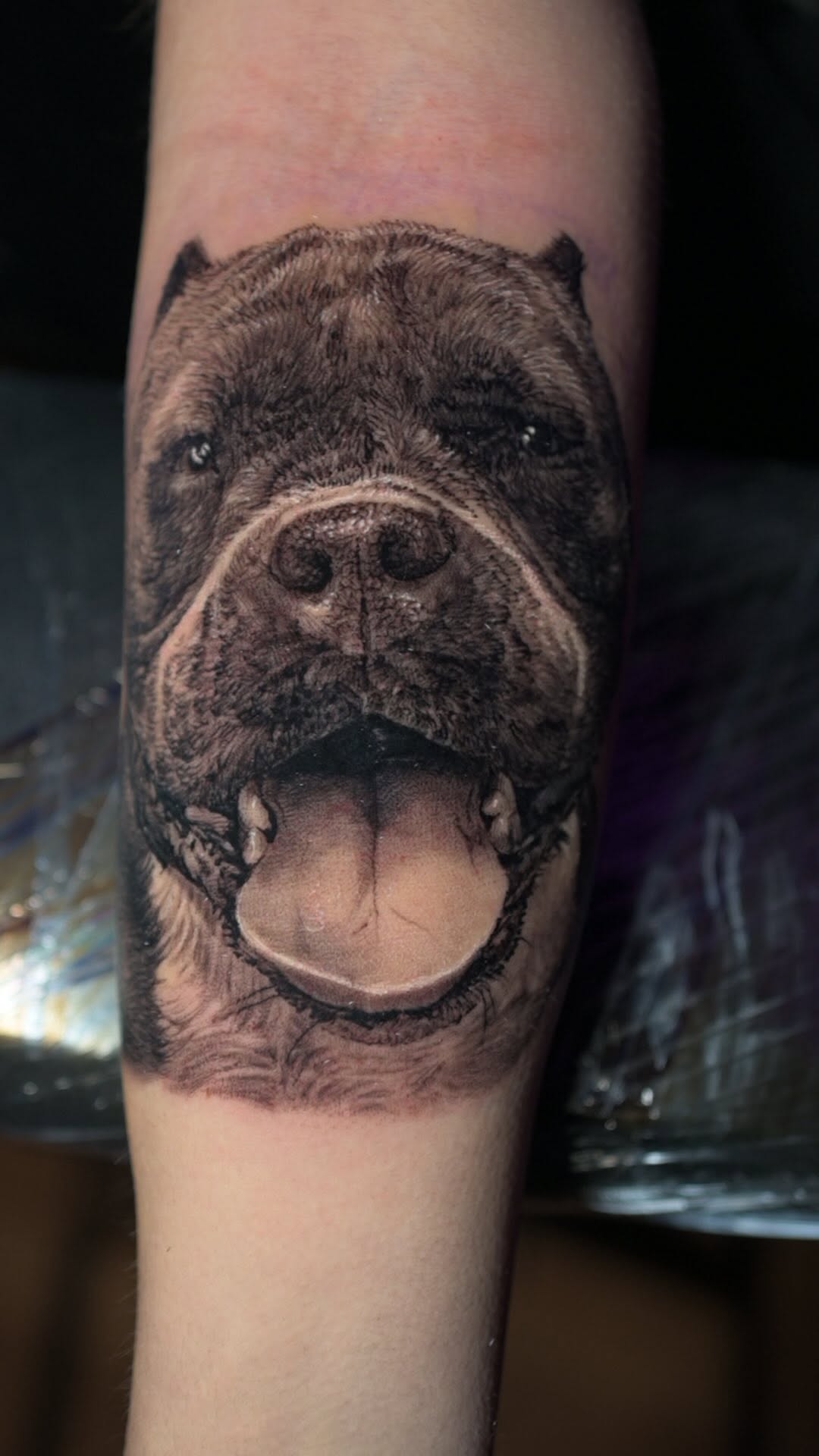 Black-and-grey dog portrait tattoo, forearm