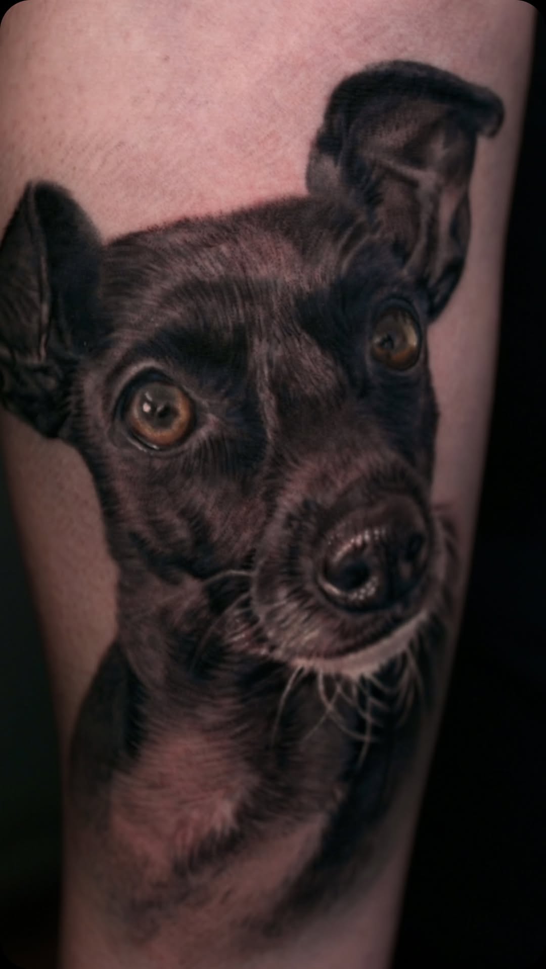 Black-and-grey dog portrait tattoo, forearm