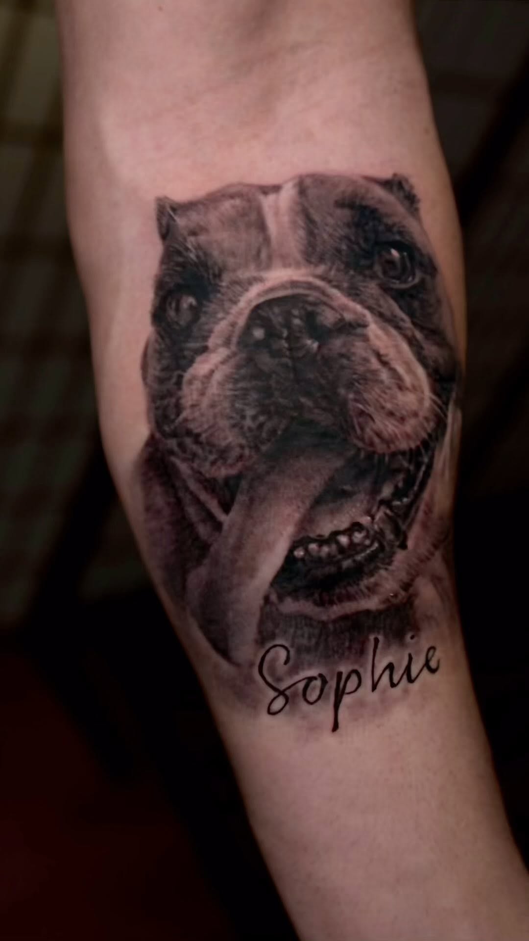 Black-and-grey bulldog portrait tattoo, forearm