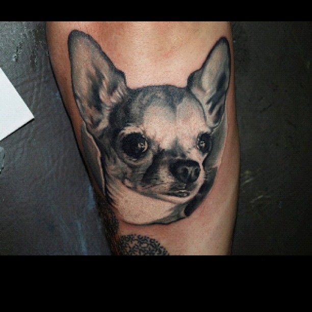 Black-and-grey chihuahua portrait, bicep