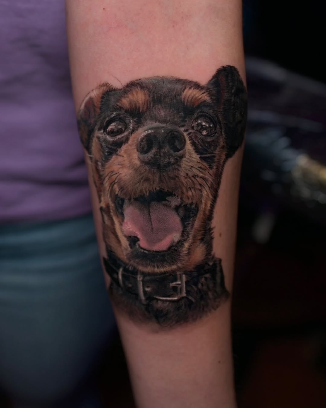Realistic miniature pinscher portrait, forearm