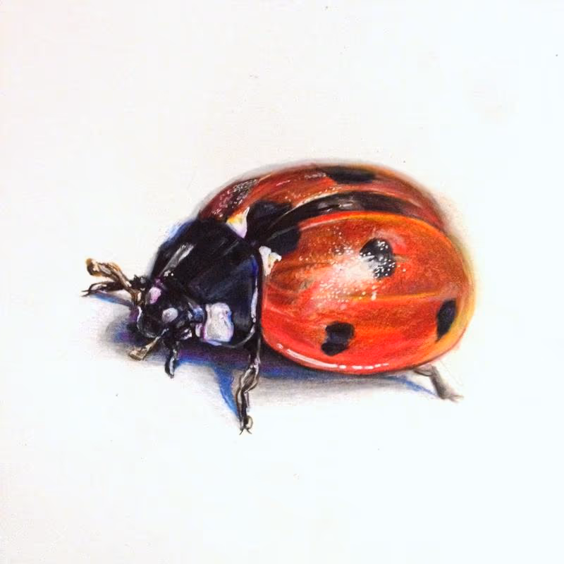 Lady bug