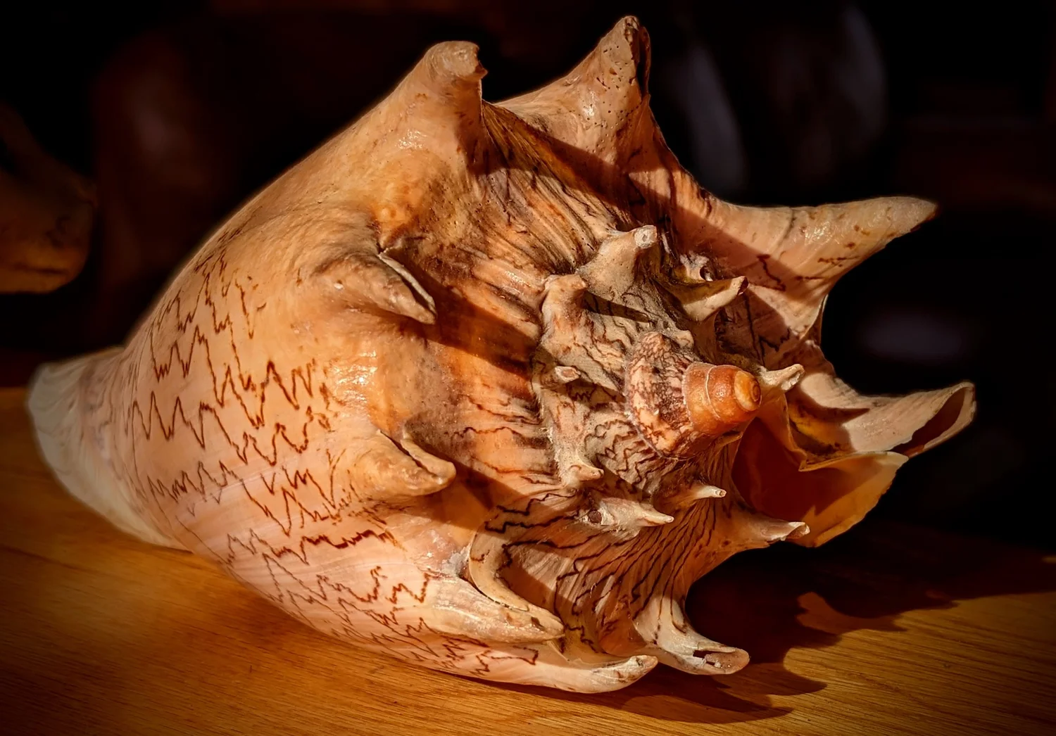 Voluta — the iconic spiraled shell of a sea snail