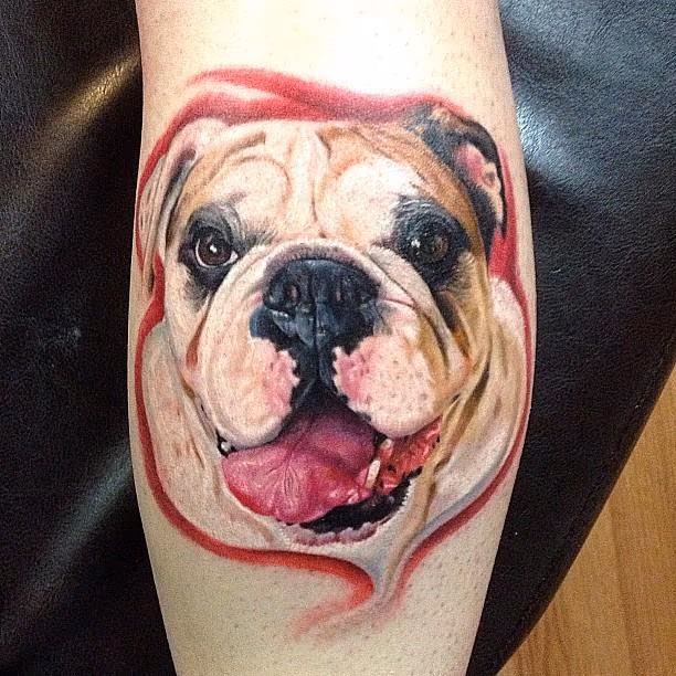 color bulldog portrait